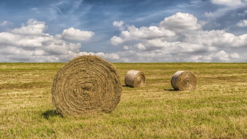 Самсонов день: народные приметы, традиции, что можно и нельзя делать 10 июля 2024 года 