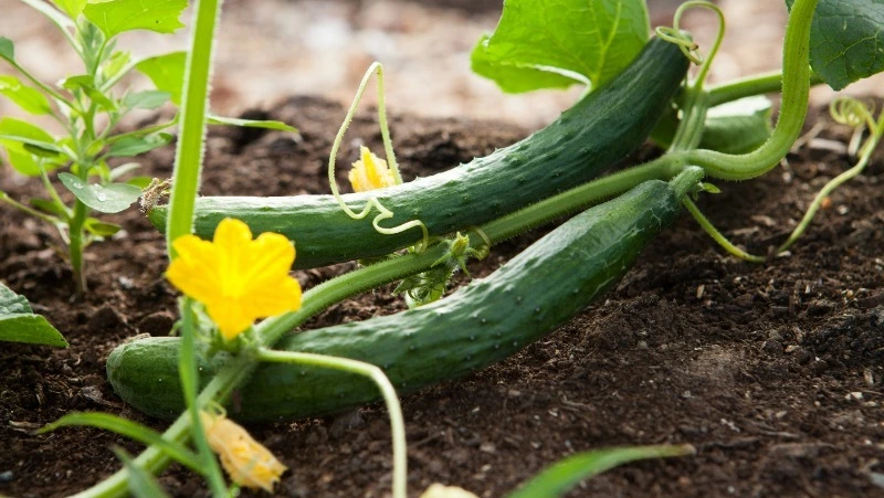 Как вырастить сверхранний урожай огурцов: хитрости опытных дачников 