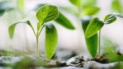 Когда пикировать томаты в апреле 2024: главные секреты, календарь благоприятных дней  