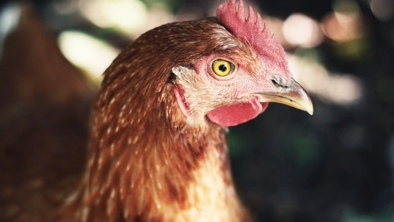 Народные приметы и поверья на 14 ноября 2024 года — что нельзя делать в этот день 