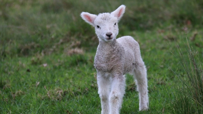 Народные приметы на 15 сентября 2024: что можно и нельзя делать в день Мамонтия