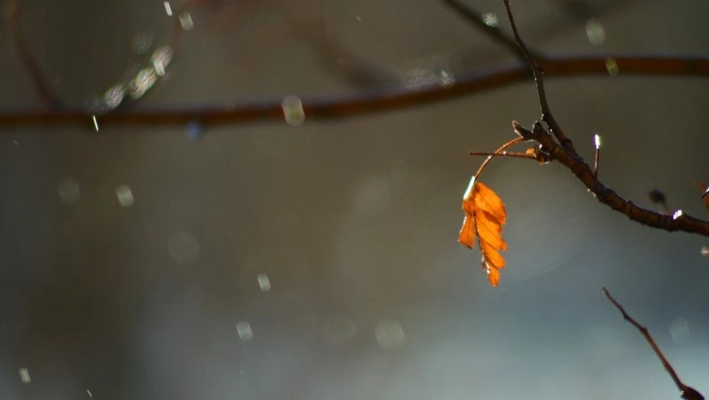Пасмурная и дождливая пятница ждет жителей Сахалинской области 15 ноября 