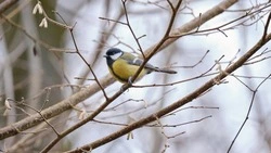 Народные приметы и поверья на 2 апреля 2025 года — что нельзя делать в день Фотиньи Колодезницы 