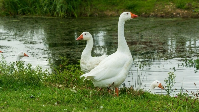 Народные приметы и поверья на 10 июня 2025: что строго нельзя делать в день Никиты Гусятника