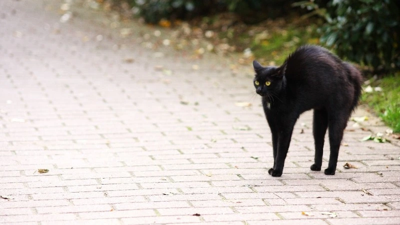 Последняя пятница 13-е — самый жуткий день: что можно и нельзя делать, интересные факты 