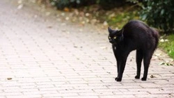 Пятница, 13-е в 2024 году: откуда пошли суеверия, что нельзя делать, интересные факты