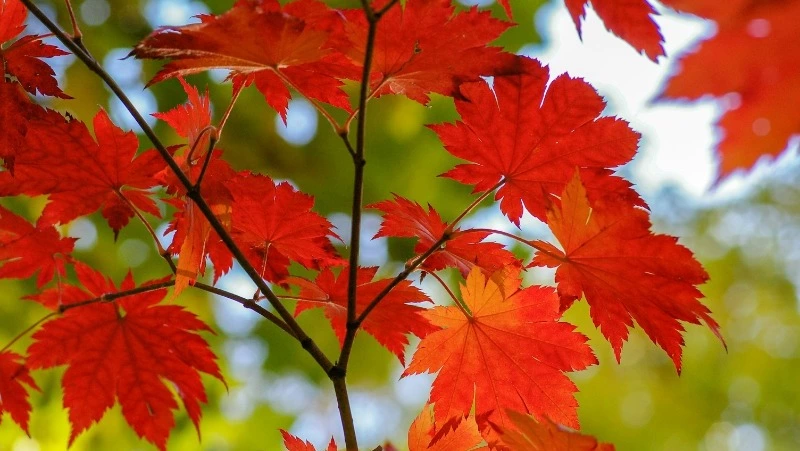 Лунный календарь садовода и огородника на ноябрь 2024: благоприятные дни, рекомендации