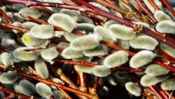 Народные приметы на 21 марта 2025 года: что можно и нельзя делать в Вербоносицу 