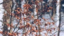 Осадки и похолодание: синоптики рассказали, как закончится октябрь на Сахалине и Курилах 