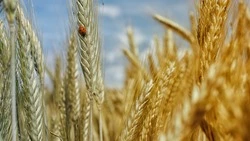 Народные приметы на 29 июня 2025: что нельзя делать в день Тихона Тихого  