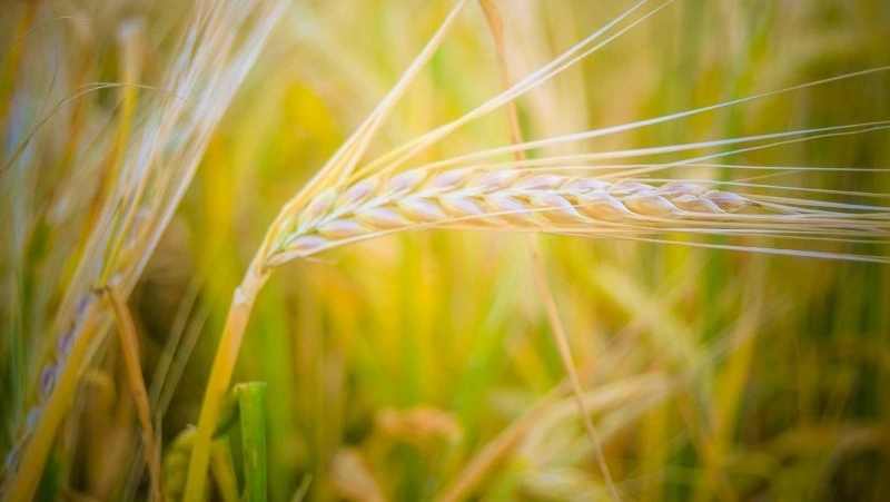 Народные приметы и поверья на 11 июня 2025: что нельзя делать на Феодосию Колосятницу 