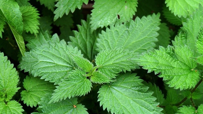 8 мая 2025 — Марк Ключник: народные приметы, традиции, что нельзя делать в этот день 