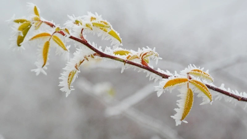 Народные приметы и поверья на 21 ноября 2024 — что нельзя делать в Михайлов день 