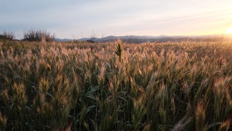 Народные приметы на 19 августа 2024 года: традиции, что можно и нельзя делать на Яблочный Спас