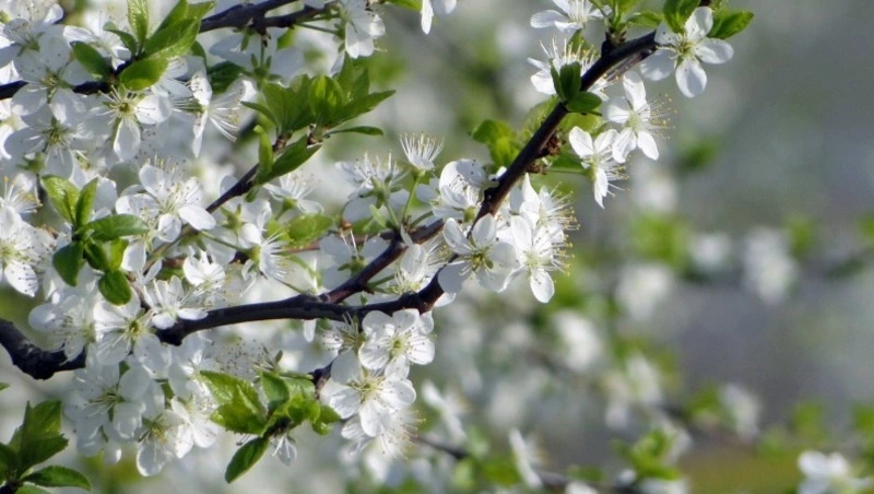 Народные приметы на 19 апреля 2025: что строго нельзя делать в день Евтихия и Еремы