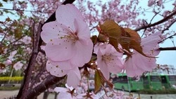 Облачно с прояснениями и до +18 градусов: погода в Сахалинской области на неделю 