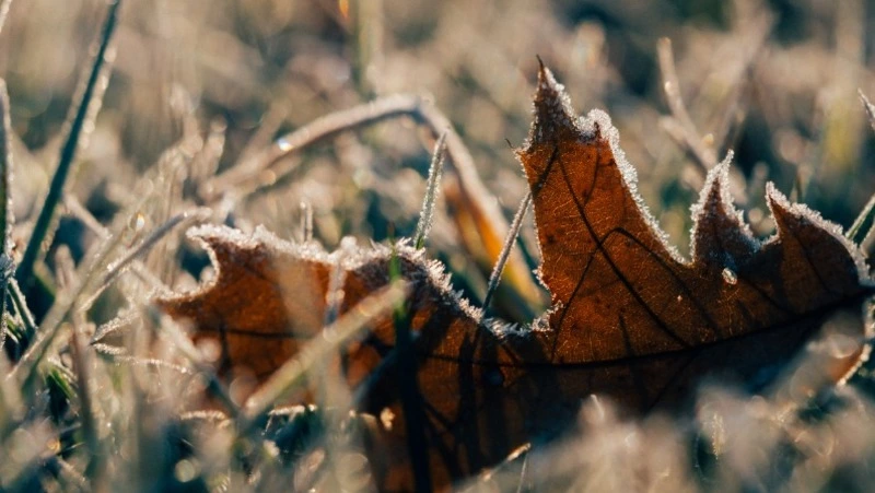 Народные приметы на 20 ноября 2024: что можно и нельзя делать в Федотов день  