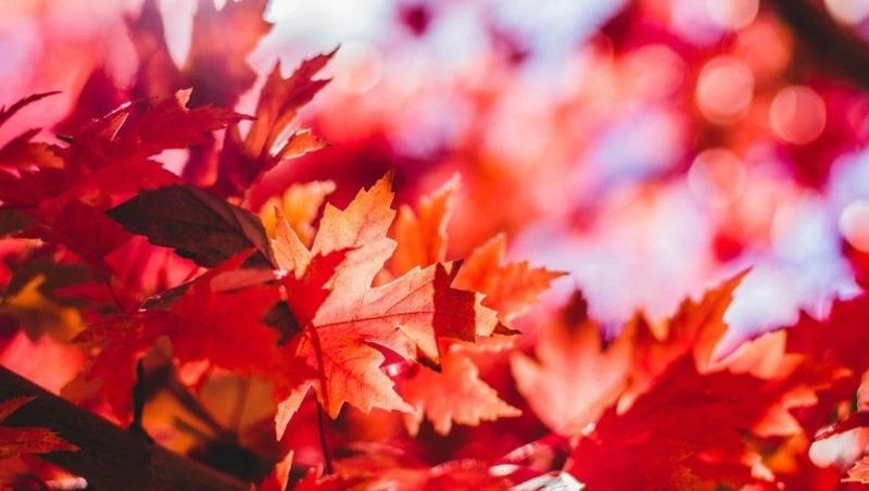 Осенняя хандра: как бороться, полезные советы