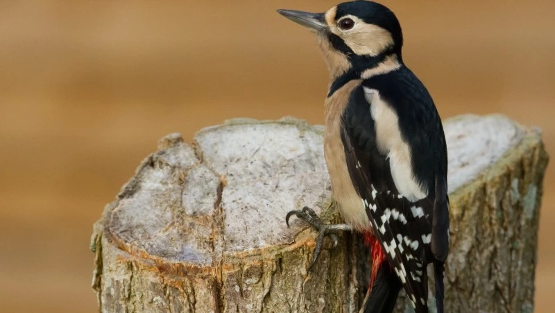 Народные приметы и поверья на 8 марта 2025 года — что нельзя делать в Поликарпов день 