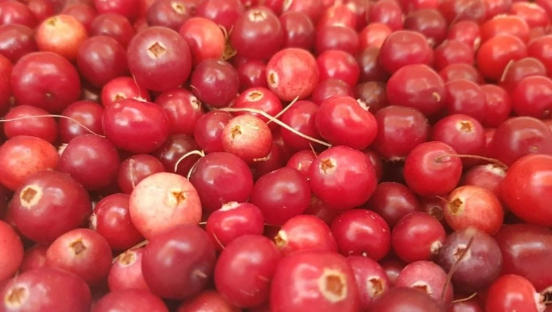 Клюква: польза и вред для организма человека, рецепты