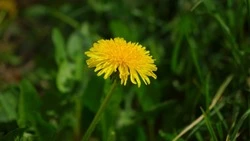 Тепло до +20 градусов вернется в Сахалинскую область 