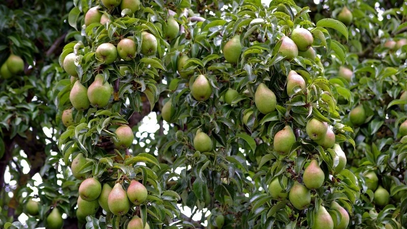 Народные приметы на 30 августа 2024: что можно и нельзя делать в Миронов день