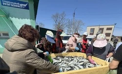 В Покровке и в Углезаводске бесплатно раздали свежую сельдь