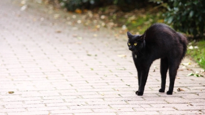 Пятница, 13-е в 2024 году: откуда пошли суеверия, что нельзя делать, интересные факты