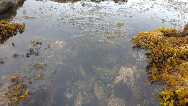 Ветрено и тепло будет в Сахалинской области 21 августа