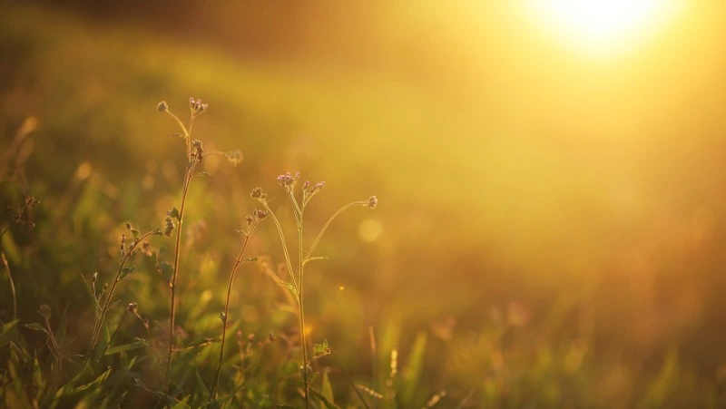 День летнего солнцестояния-2024: когда наступит, традиции и приметы 