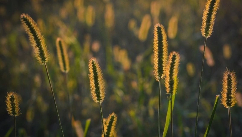 Народные приметы на 26 июня 2025 года — что нельзя делать в день Акулины Гречишницы 