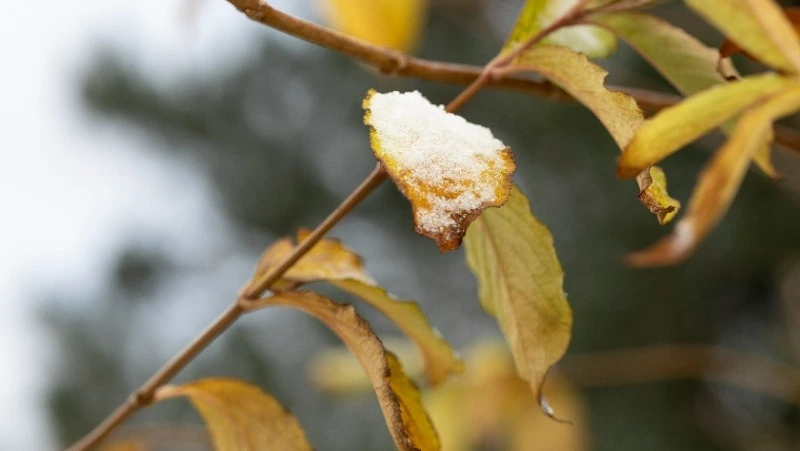 Снег, порывистый ветер и гололед: погода в Сахалинской области на неделю