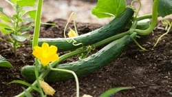 Как вырастить сверхранний урожай огурцов: хитрости опытных дачников 