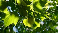 Жара до +30 градусов идет на Сахалин: прогноз погоды на неделю  