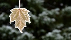 Слабый снег и до +15 градусов днем: прогноз погоды в Сахалинской области на 1 ноября 