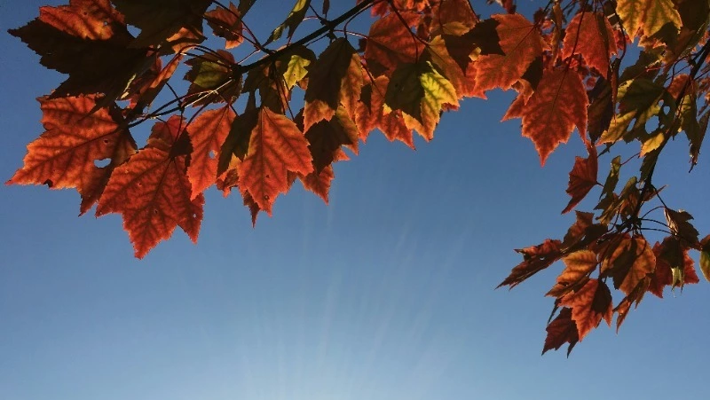 Циклон и повышение атмосферного давления: погода в Сахалинской области с 19 по 25 октября 