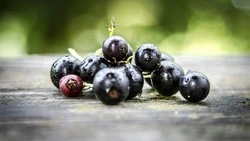 Ягода с «подводными камнями»: кому точно нельзя есть черную смородину   