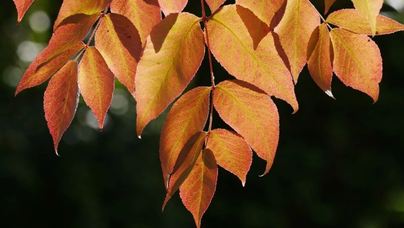 Народные приметы на 22 сентября 2024: что можно и нельзя делать в день Акима и Анны