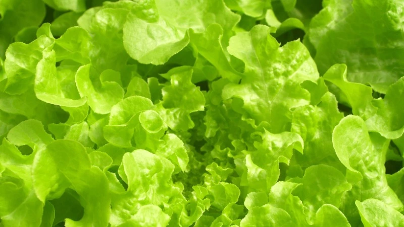 Народные приметы на 3 сентября 2024 года: традиции, что можно и нельзя делать в Фаддеев день