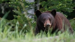 День медведя в России 2024: смысл, история и традиции праздника 