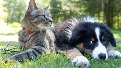 Всемирный день домашних животных 2024: история и традиции праздника 