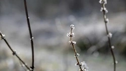 Снежную и облачную погоду пообещали синоптики жителям Сахалина и Курил 31 января  