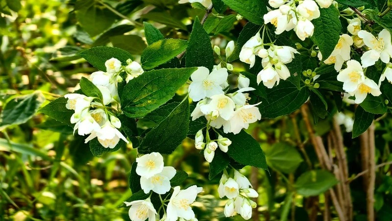 Капризы погоды ждут жителей Сахалина и Курил на предстоящей неделе        