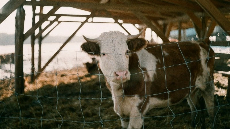 Народные приметы и поверья на 18 февраля 2025 года — что нельзя делать в день Агафьи Коровницы