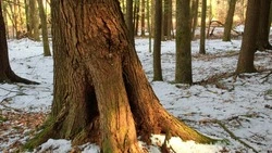 Метель и до -13 градусов ночью: погода в Сахалинской области 12 ноября  