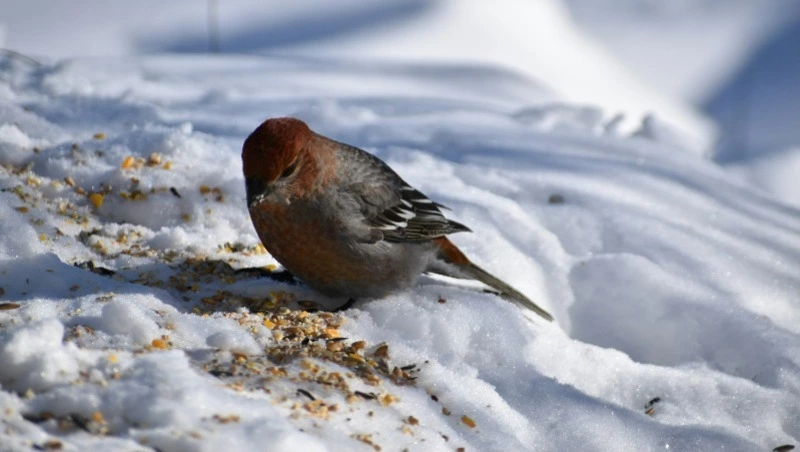 Народные приметы и поверья на 6 февраля 2025 года — что нельзя делать в Аксиньин день 