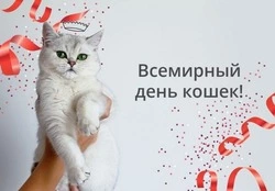 Всемирный день кошек 2024: красивые картинки     
