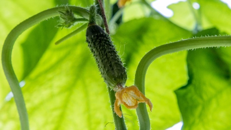 Народные приметы на 2 июня 2024 года: что нельзя делать