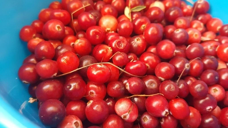 Народные приметы на 13 сентября 2024: что можно и нельзя делать в Куприянов день