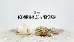 Всемирный день черепахи 2025: добрые, милые картинки и открытки  